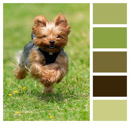 Yorkie Yorkshire Terrier Dog Image